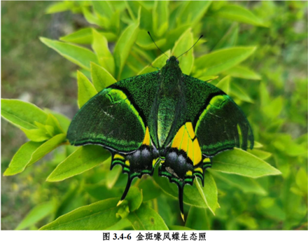 Fig. 11 Endangered species in Huangyan deserving special protection (source: Biodiversity Survey and Assessment in Huangyan District, Technical Report, 2022)