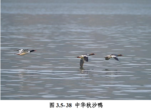 Fig. 11 Endangered species in Huangyan deserving special protection (source: Biodiversity Survey and Assessment in Huangyan District, Technical Report, 2022)
